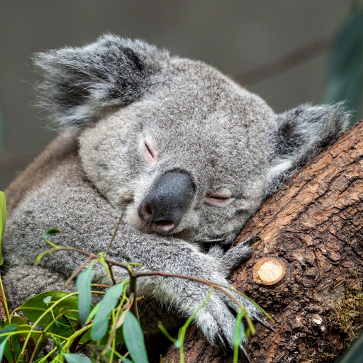 South Australia uses facial recognition drones to help save koalas