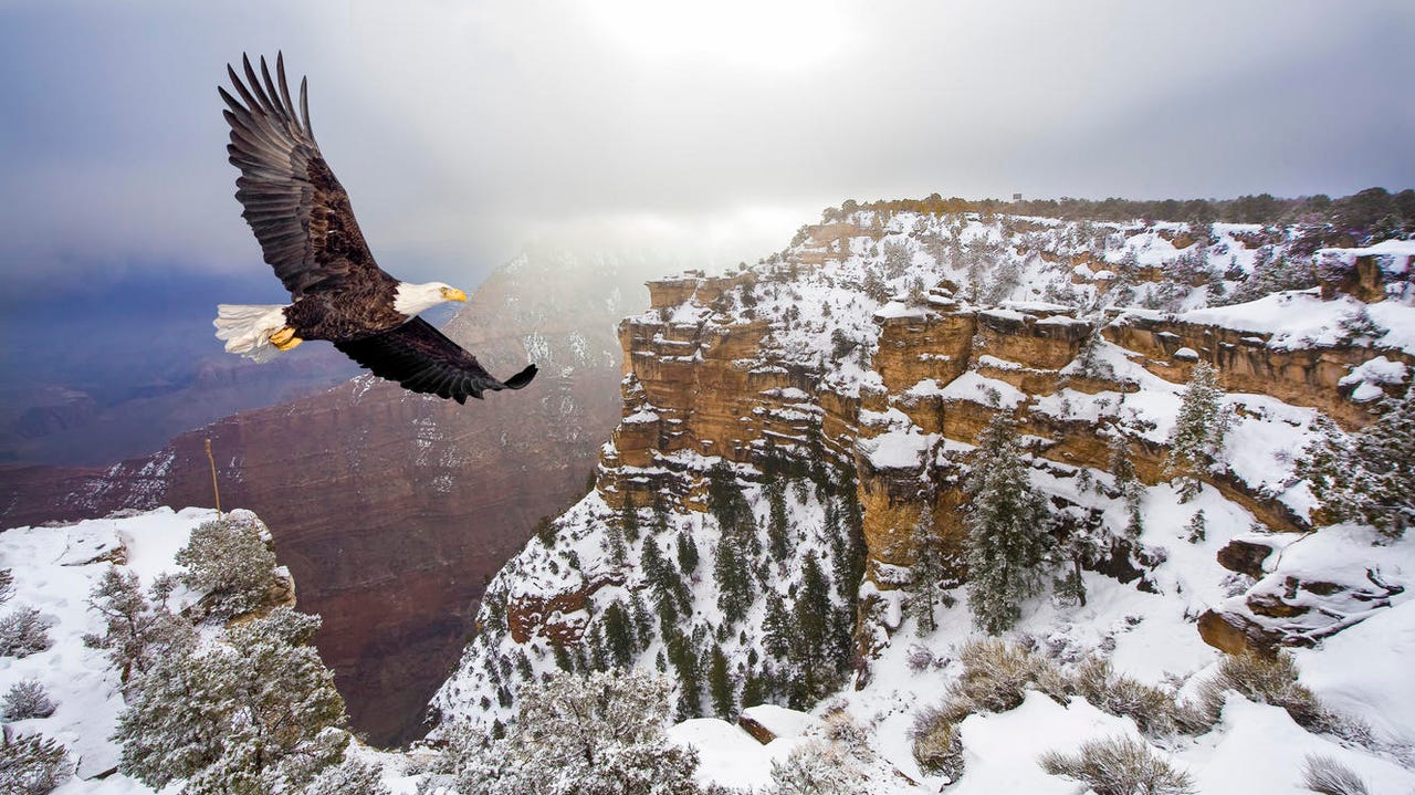 Bald eagle flying above the grand canyon in winter