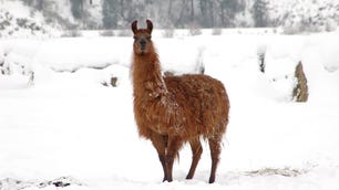 llama-snowgettyimages-1470819975