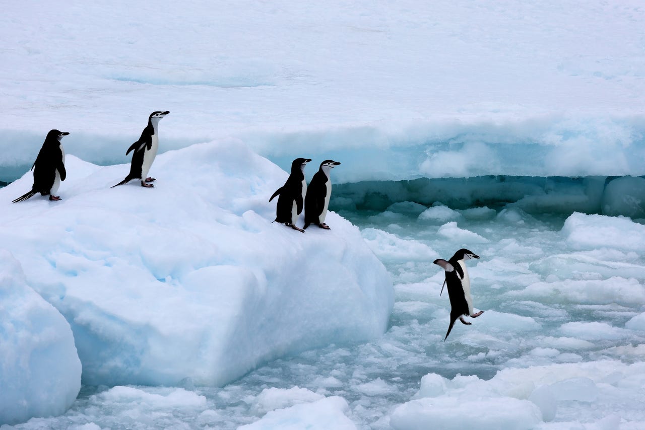 penguin falling into icy water