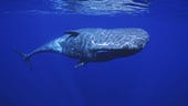 How AI helped scientists find an alphabet in sperm whale sounds