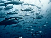 Automated stereo video tech to be trialled to improve Australia's tuna farming operations