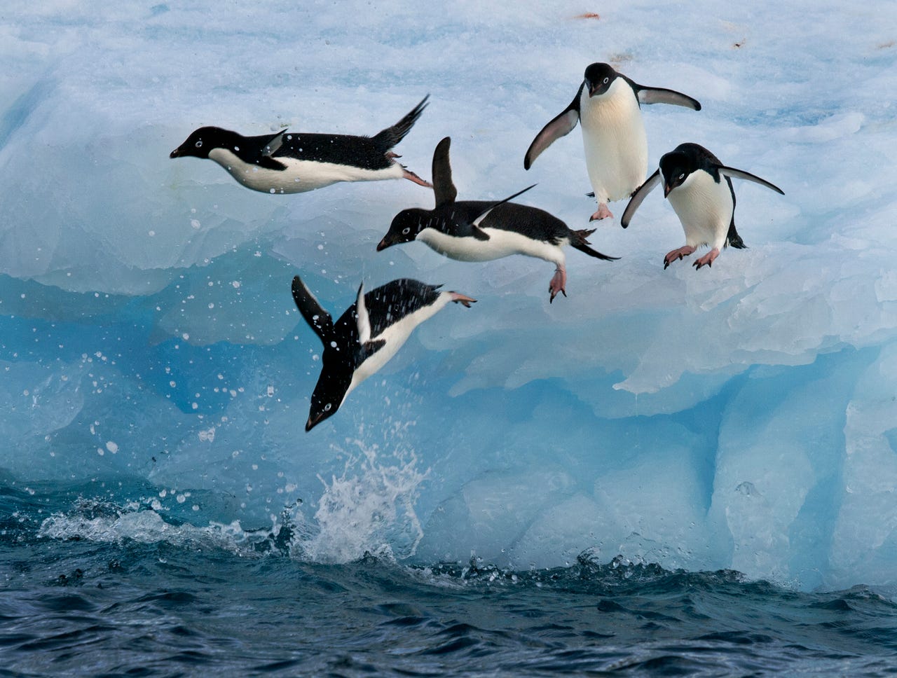Near the northern tip of the Antarctic peninsula, a group of Adelie penguins launch themselves from an iceberg into the frigid waters of the ocean.