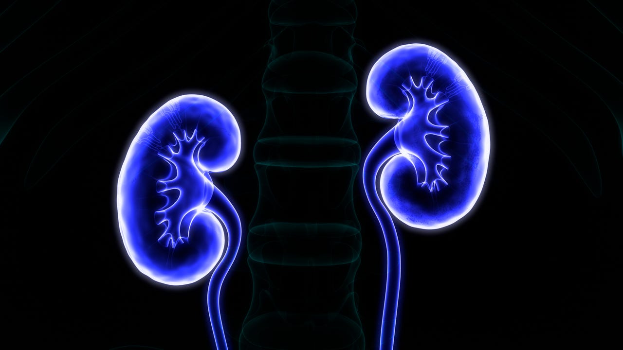Human kidneys glow blue