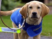 How will guide dogs react to service robots?