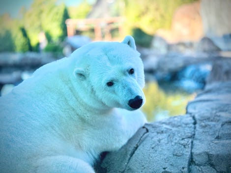 La photo d'un ours polaire prise dans un zoo montre le mode portrait animalier de l'appareil photo de l'iPhone 15 Pro Max