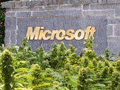 Why Microsoft wants in on the marijuana business and why the DEA won't stop it
