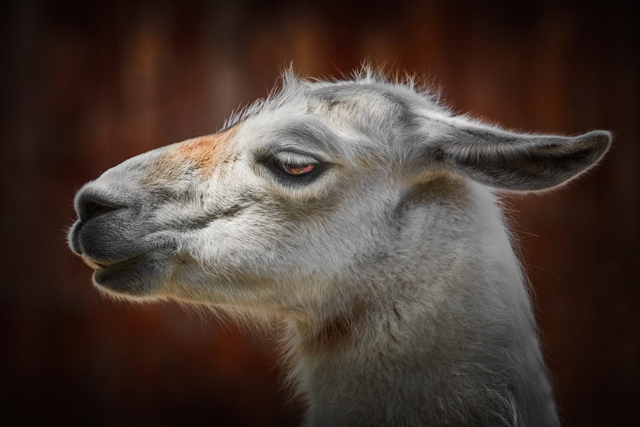 Portrait of Llama against the Wooden Background