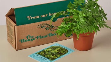 house-plant-box.jpg
