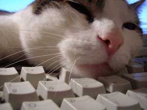 Cat sleeping on keyboard