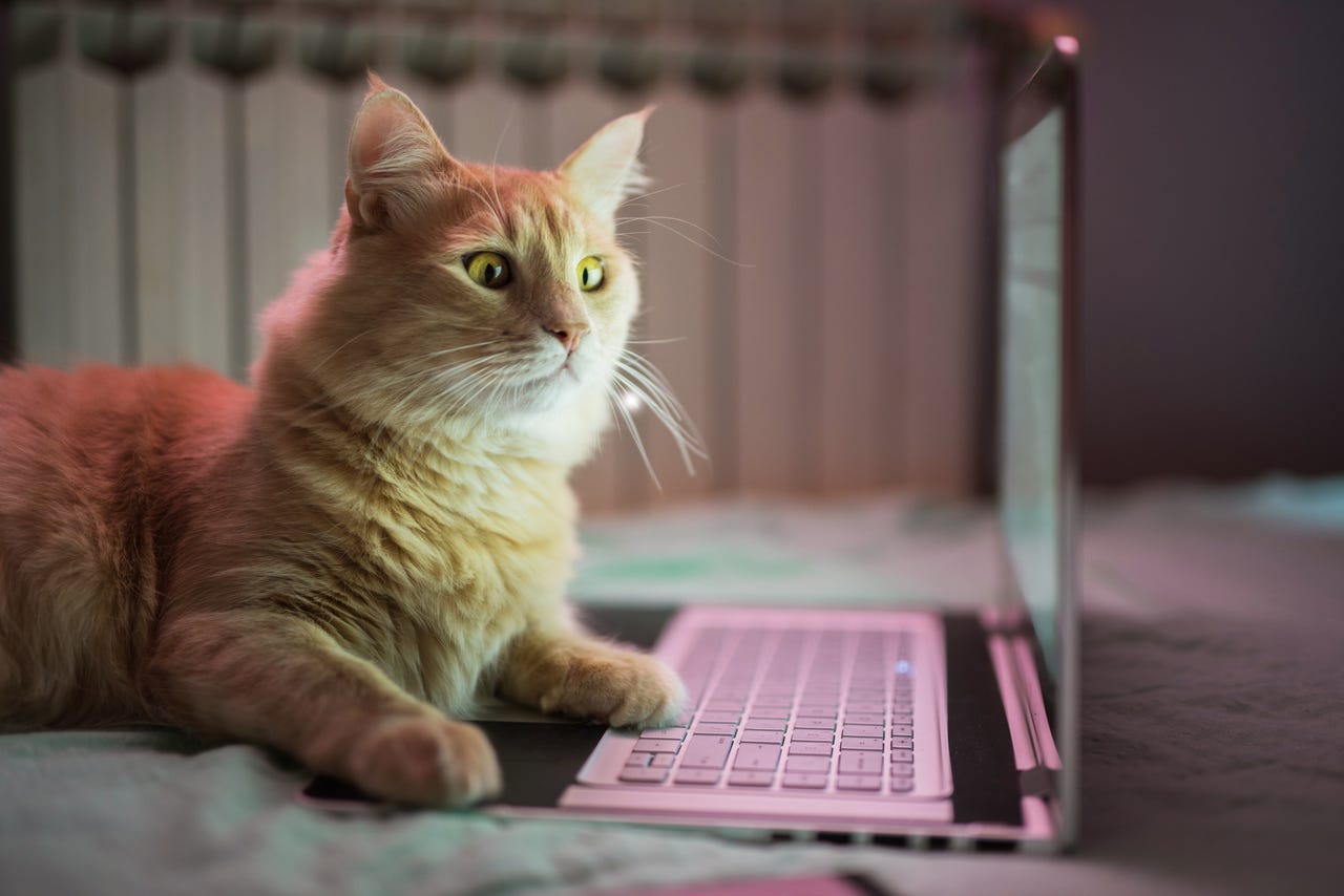 cat working on a laptop