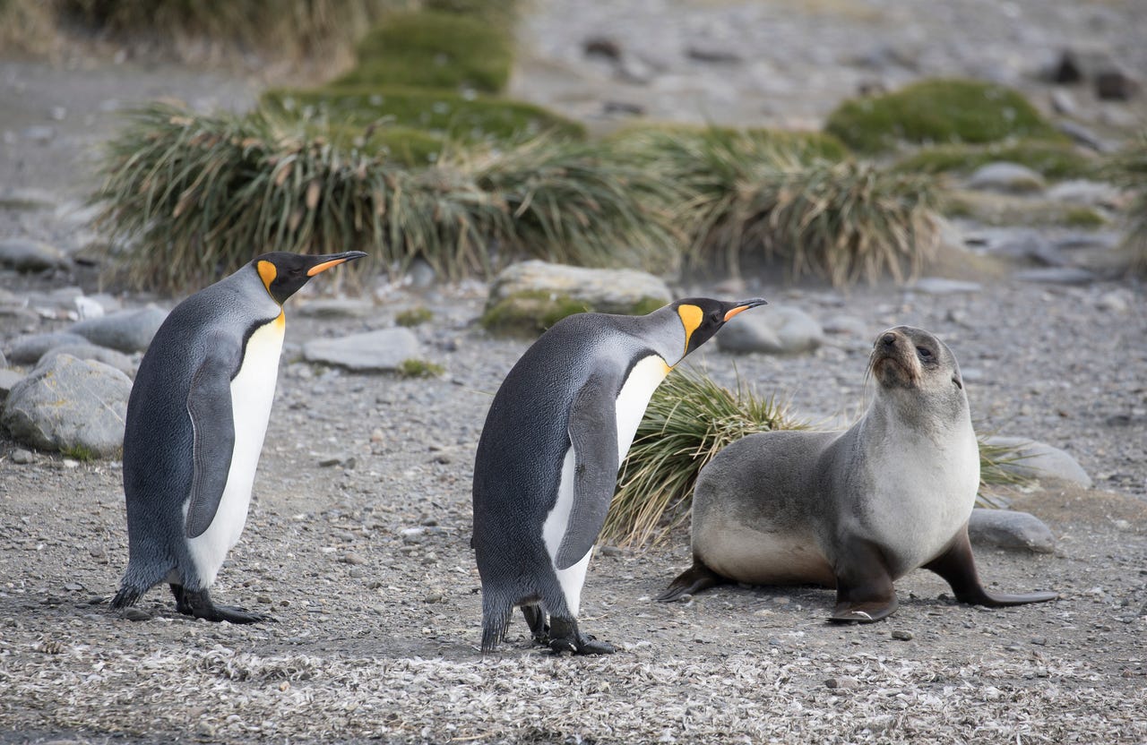 penguins threatening seal