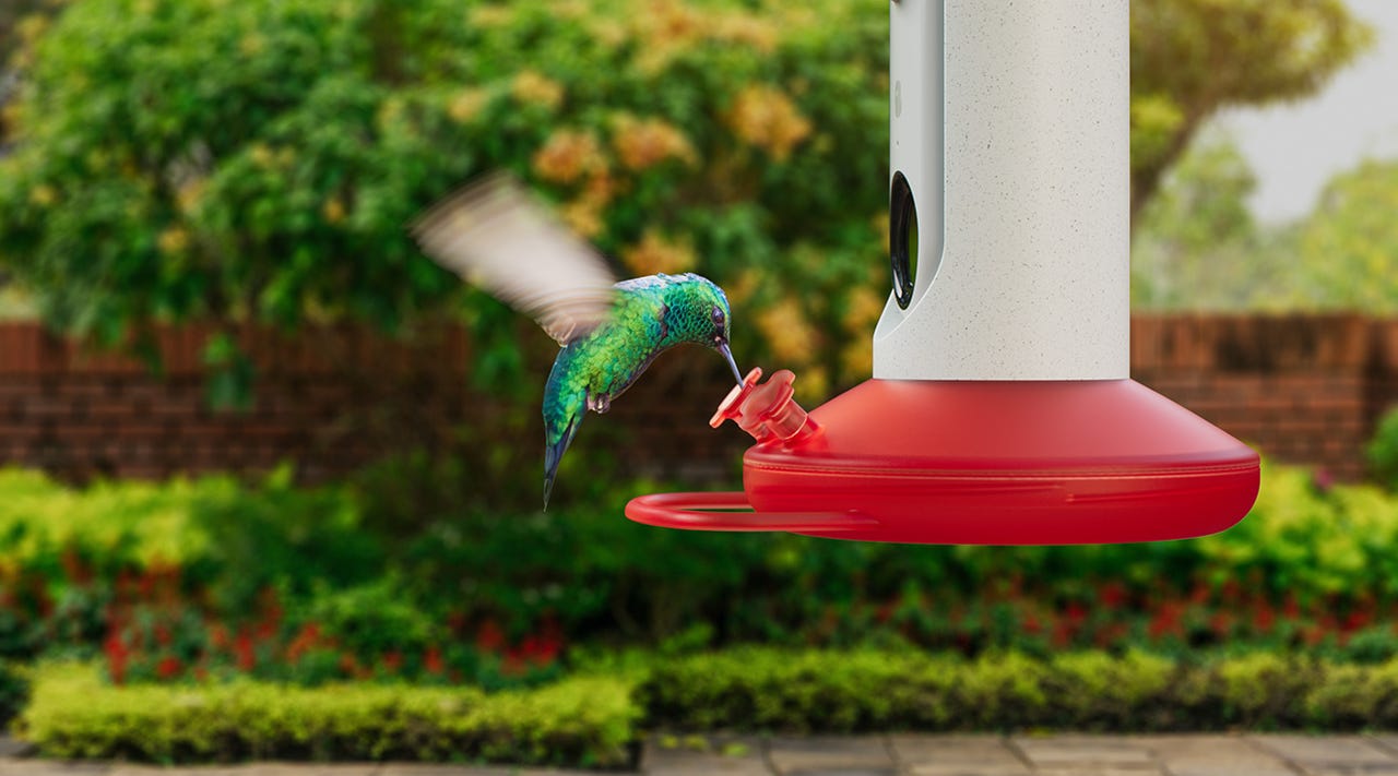 Bird Buddy smart hummingbird feeder