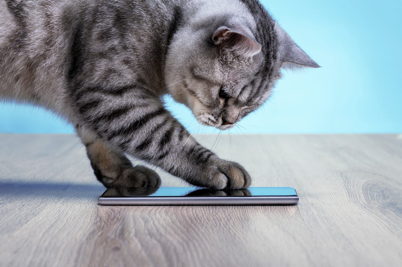 Cat using phone