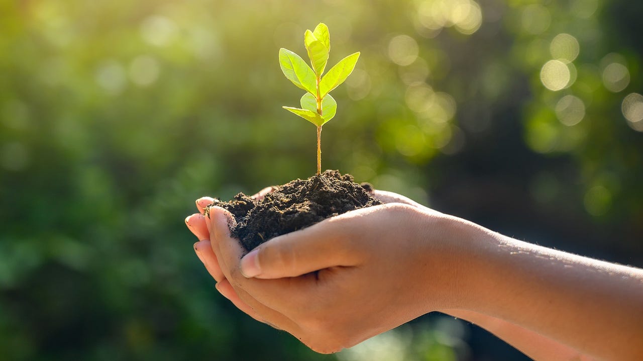 A person's hands holding dirt and a tree seedling.